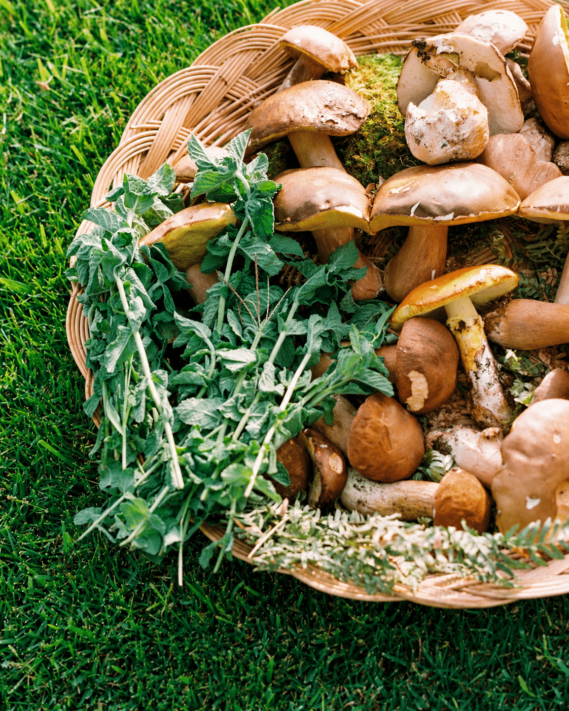 Tenuta la Poggiona Mushroom & Nature